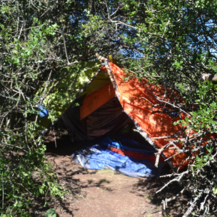 Survival Survival